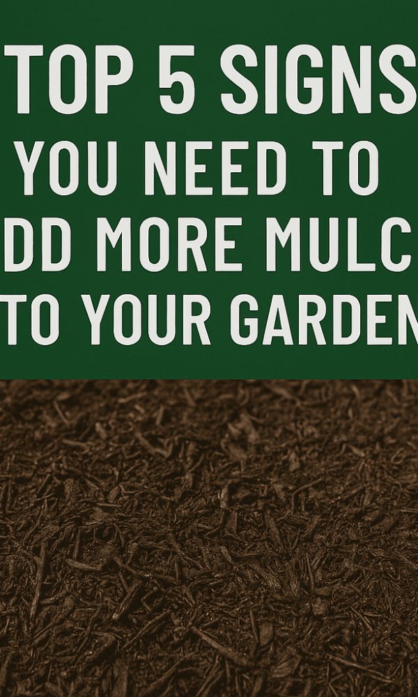 Top 5 Signs You Need to Add More Mulch to Your Garden